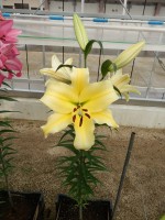 [4506 PO94 Faconnable No01.JPG]